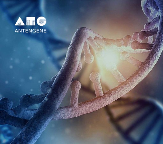 德琪医药品牌网站设计